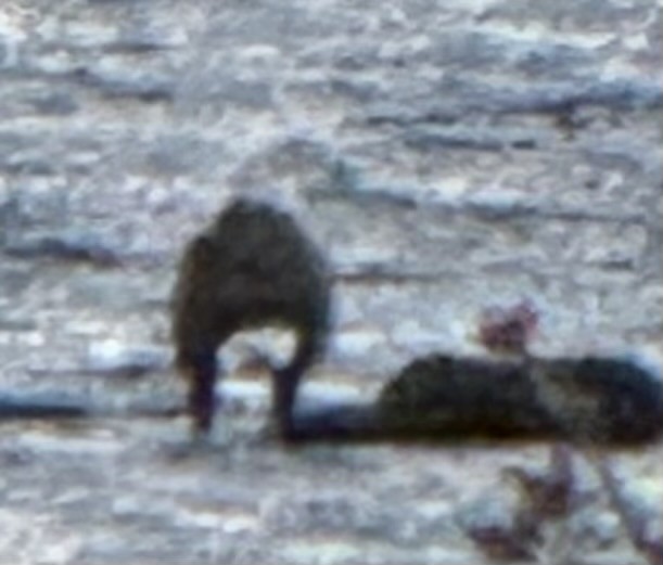 hvithodehavørn - ML643162921