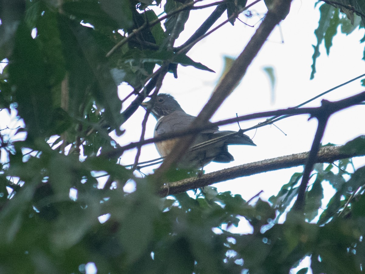 White-necked Thrush - ML643162923
