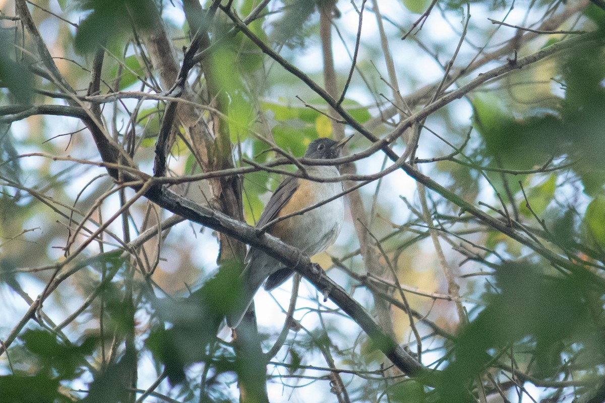 White-necked Thrush - ML643162924