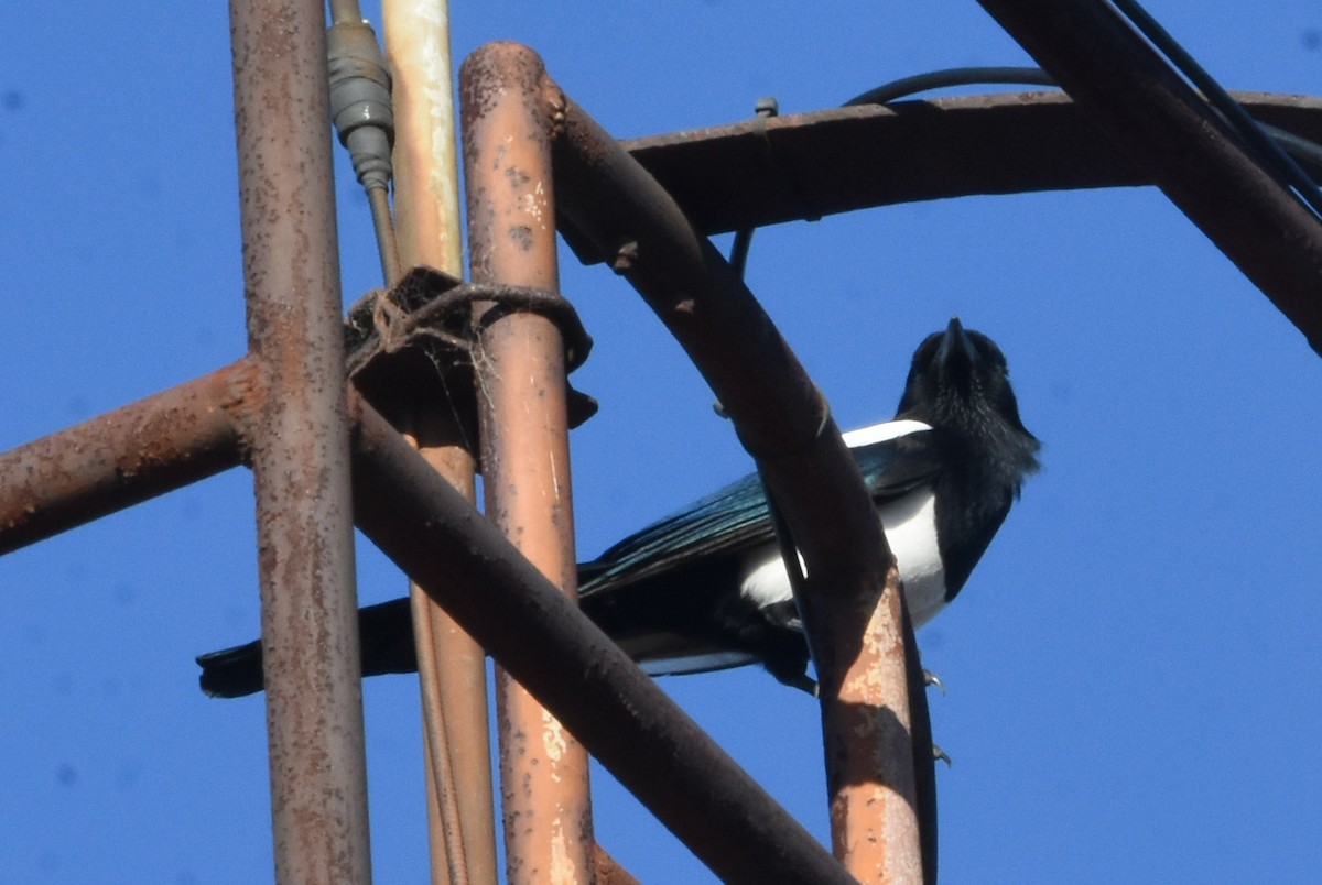 Oriental Magpie - ML643162928