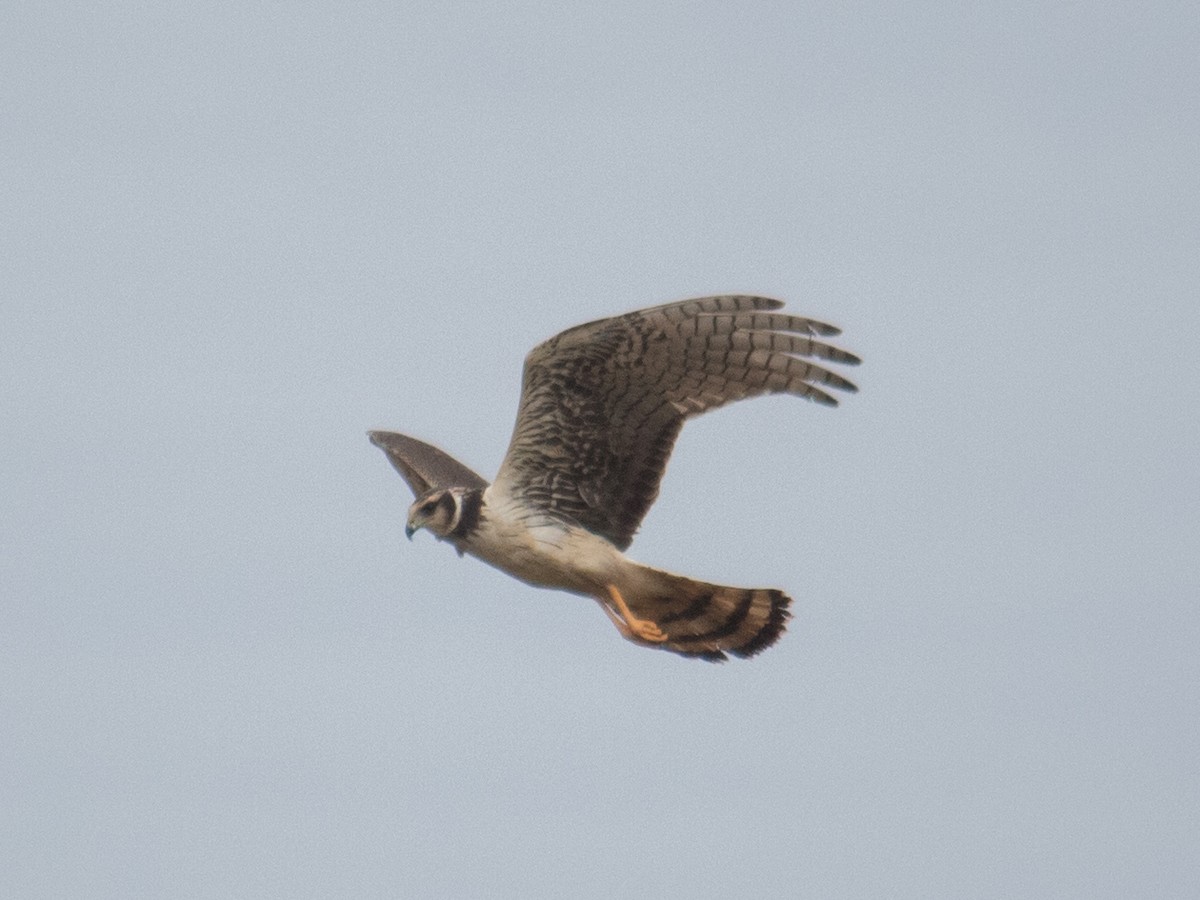 Long-winged Harrier - ML643162939
