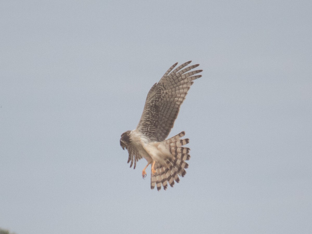 Long-winged Harrier - ML643162941