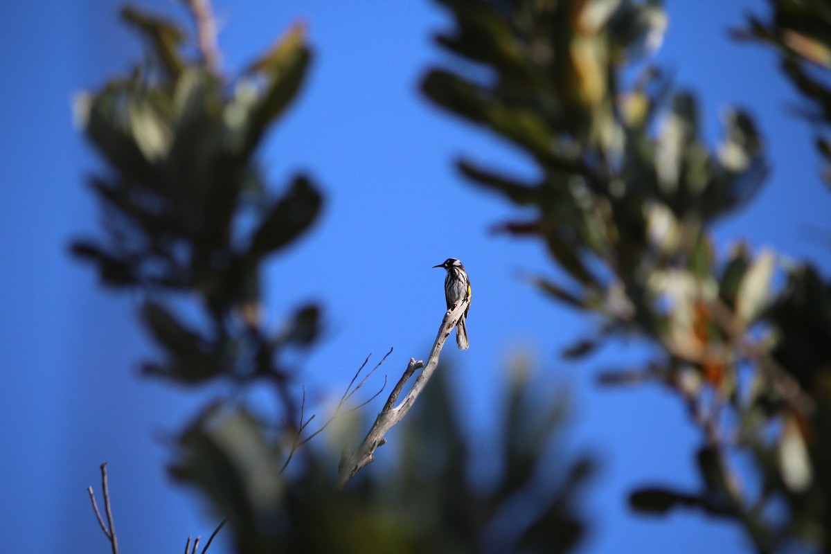 New Holland Honeyeater - ML643162948