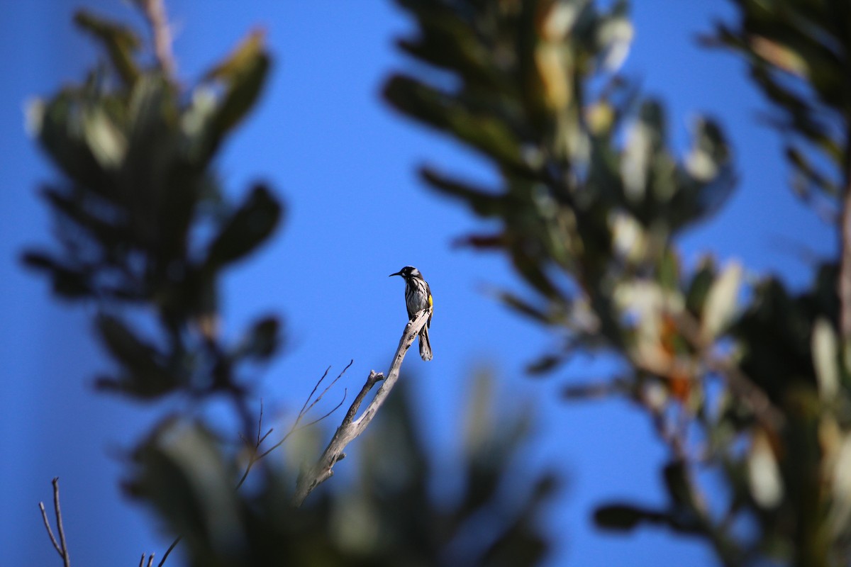 New Holland Honeyeater - ML643162949