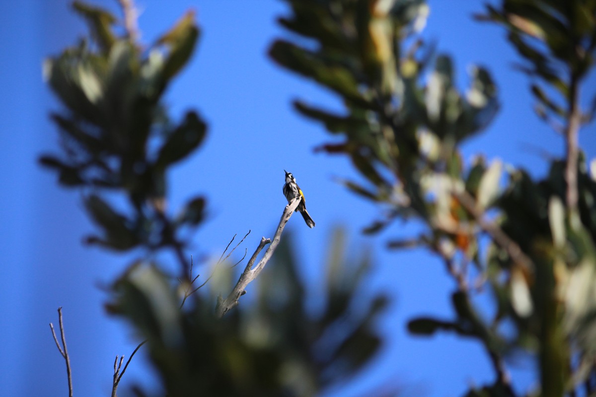 New Holland Honeyeater - ML643162950