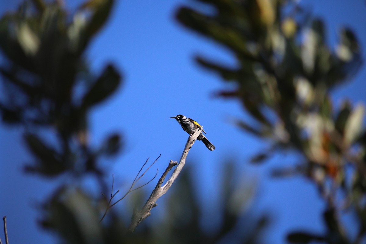 New Holland Honeyeater - ML643162952