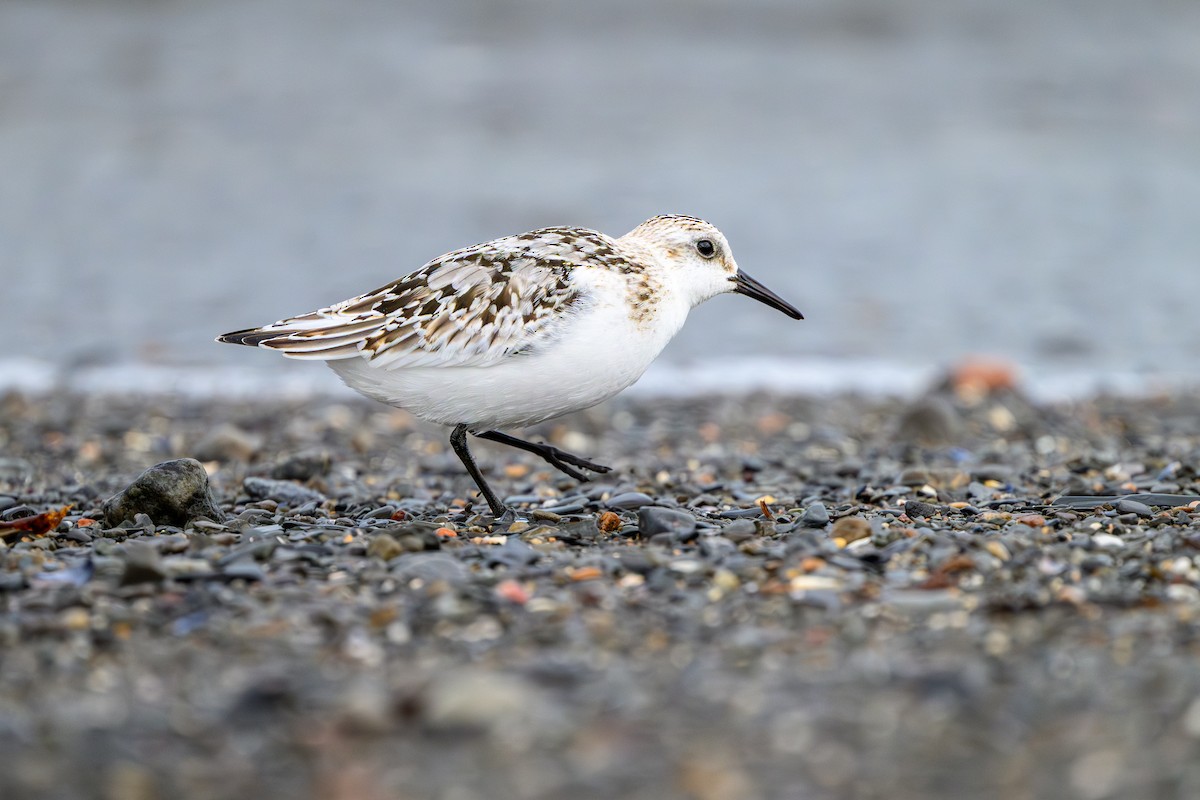 Sanderling - ML643162972