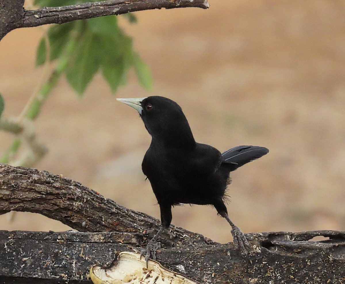 Solitary Black Cacique - ML643162983