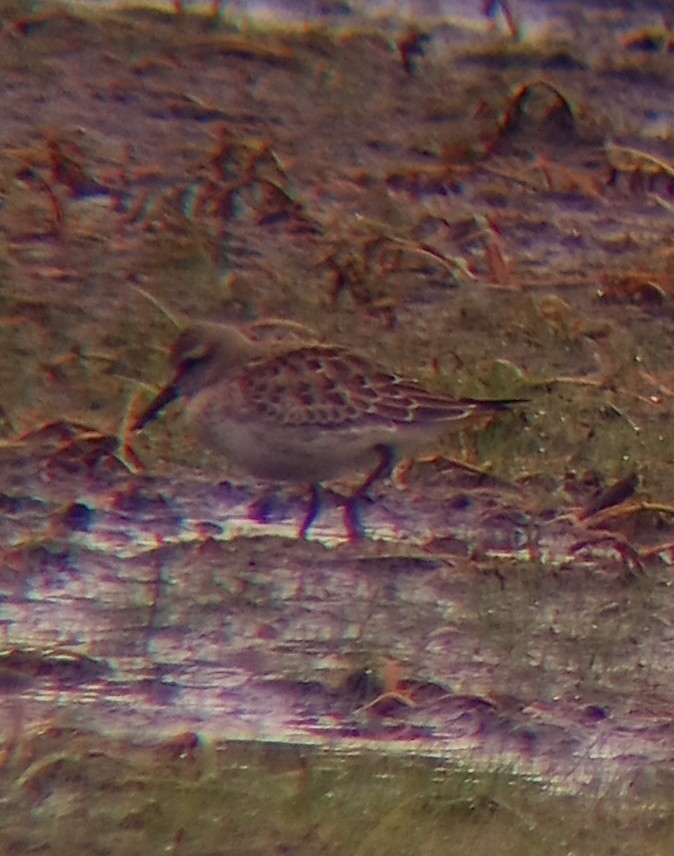 White-rumped Sandpiper - ML643163020