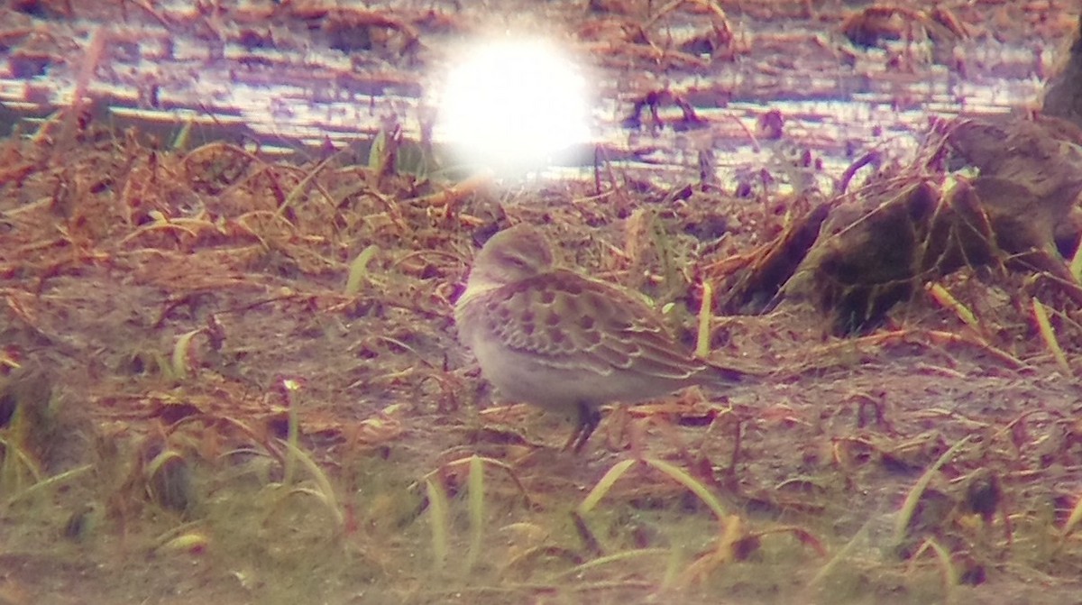 White-rumped Sandpiper - ML643163021