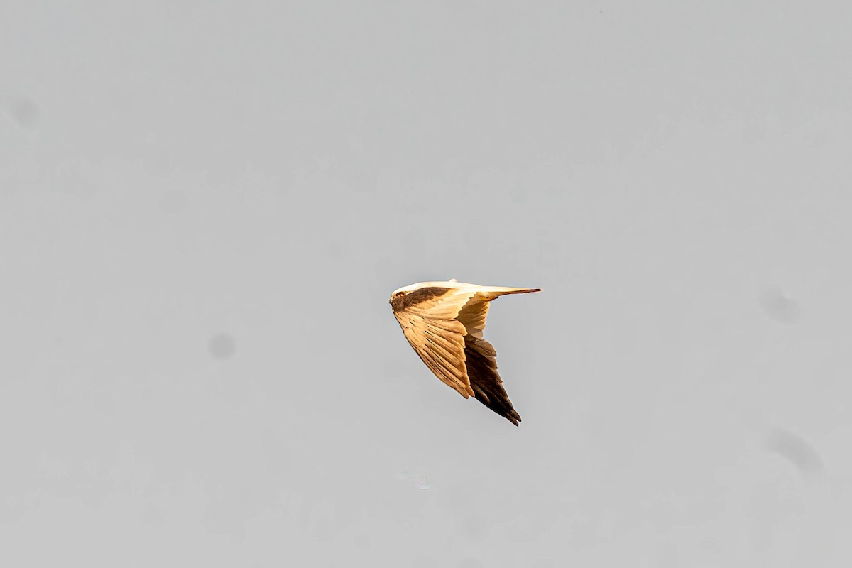 Black-shouldered Kite - ML643163024