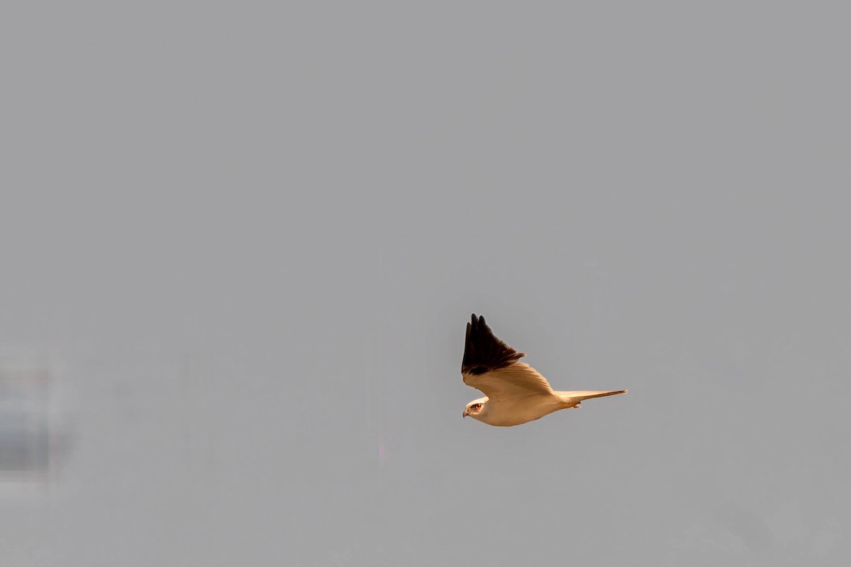 Black-shouldered Kite - ML643163025