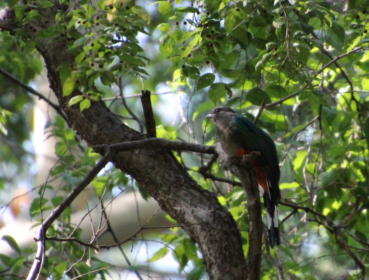 Eared Quetzal - ML643163026
