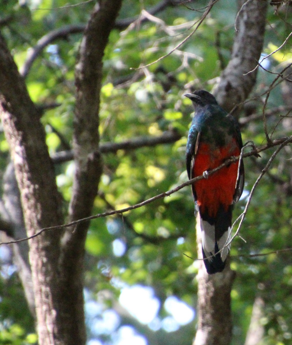Eared Quetzal - ML643163027