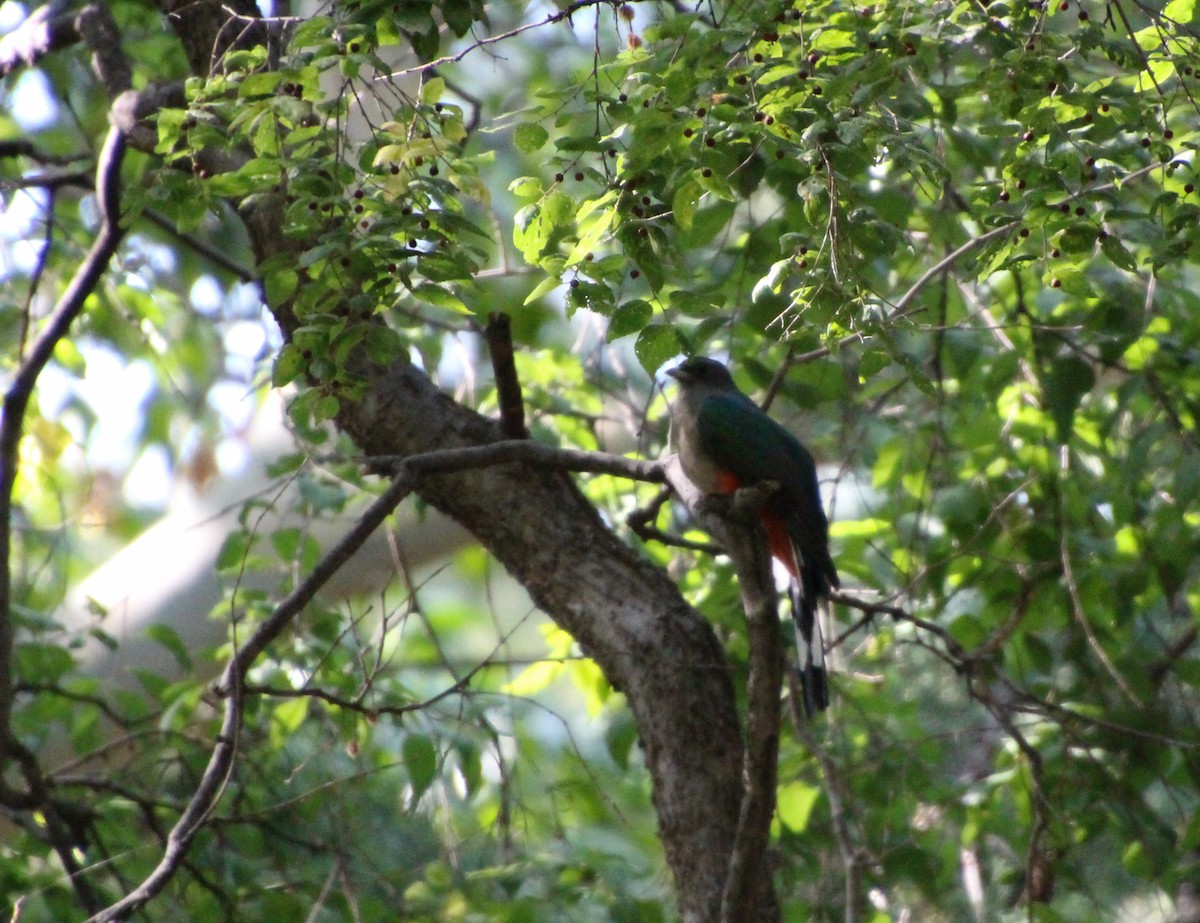 Eared Quetzal - ML643163028
