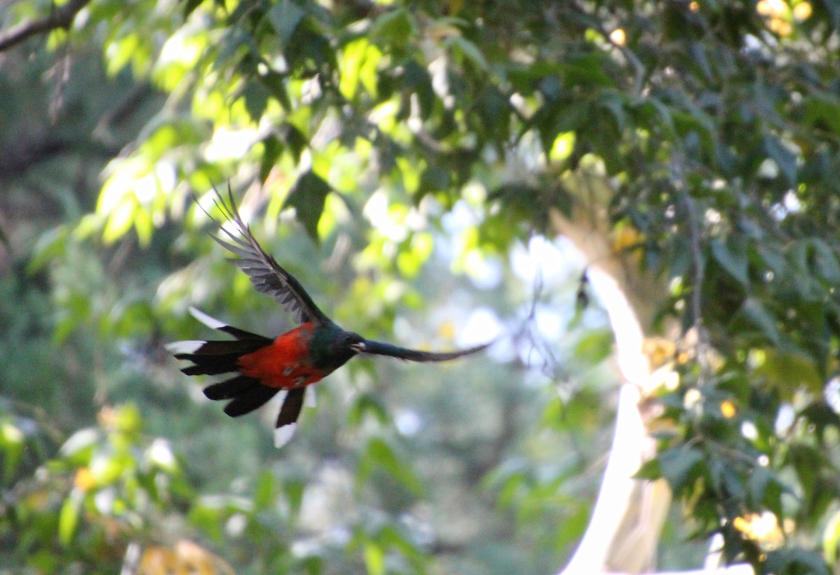 Eared Quetzal - ML643163029