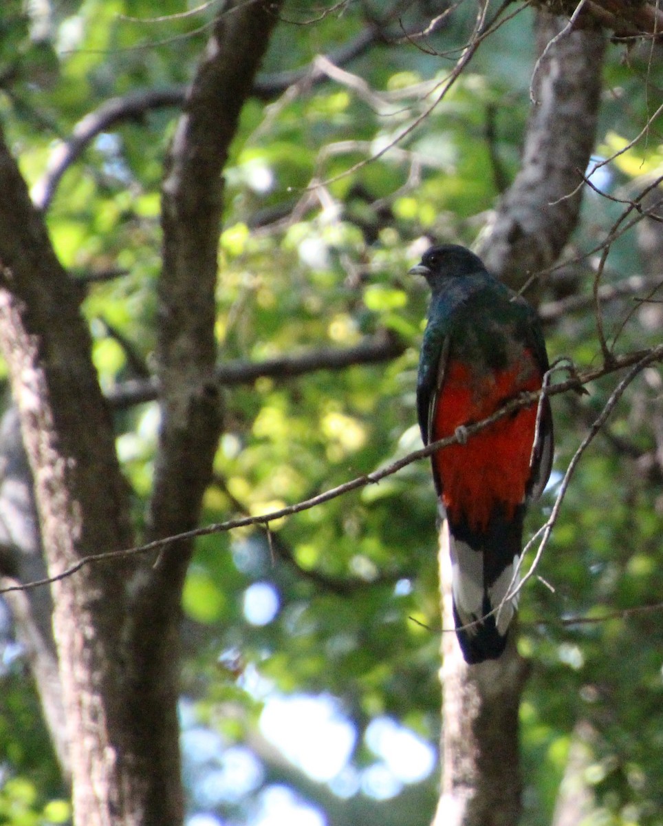 Eared Quetzal - ML643163030