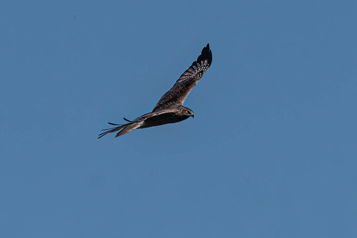 Swamp Harrier - ML643163032