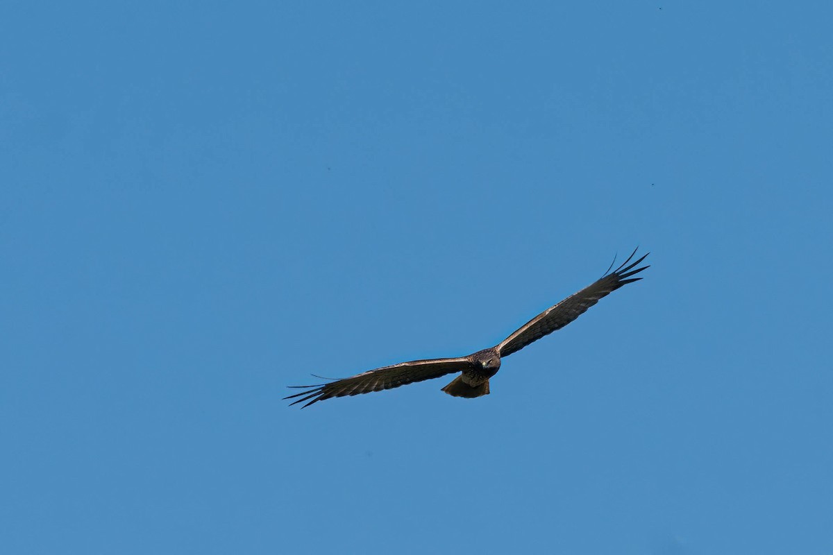 Swamp Harrier - ML643163033