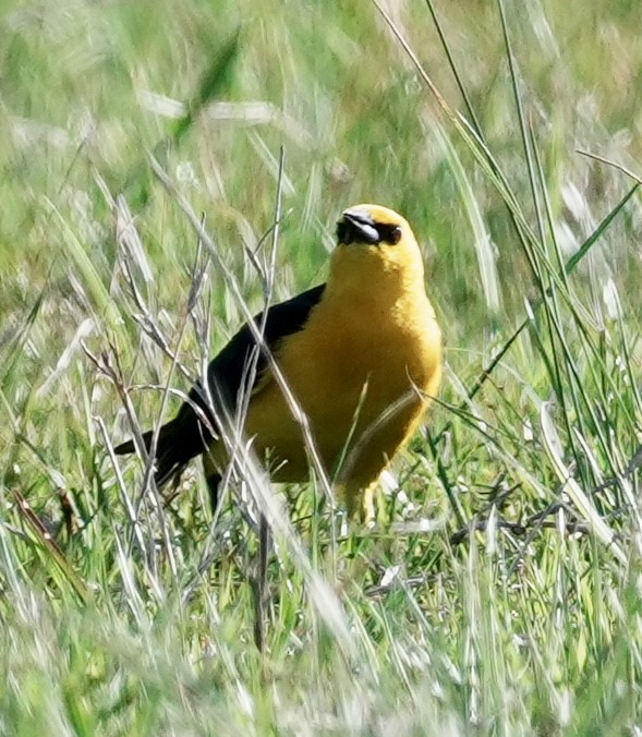 Sarı Karatavuk - ML643163047