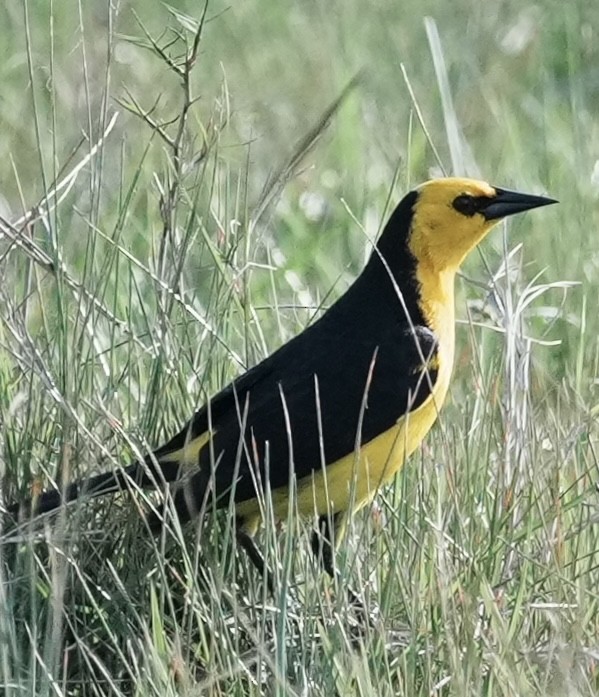 Sarı Karatavuk - ML643163048