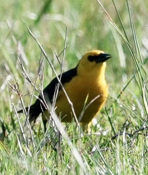 Sarı Karatavuk - ML643163050