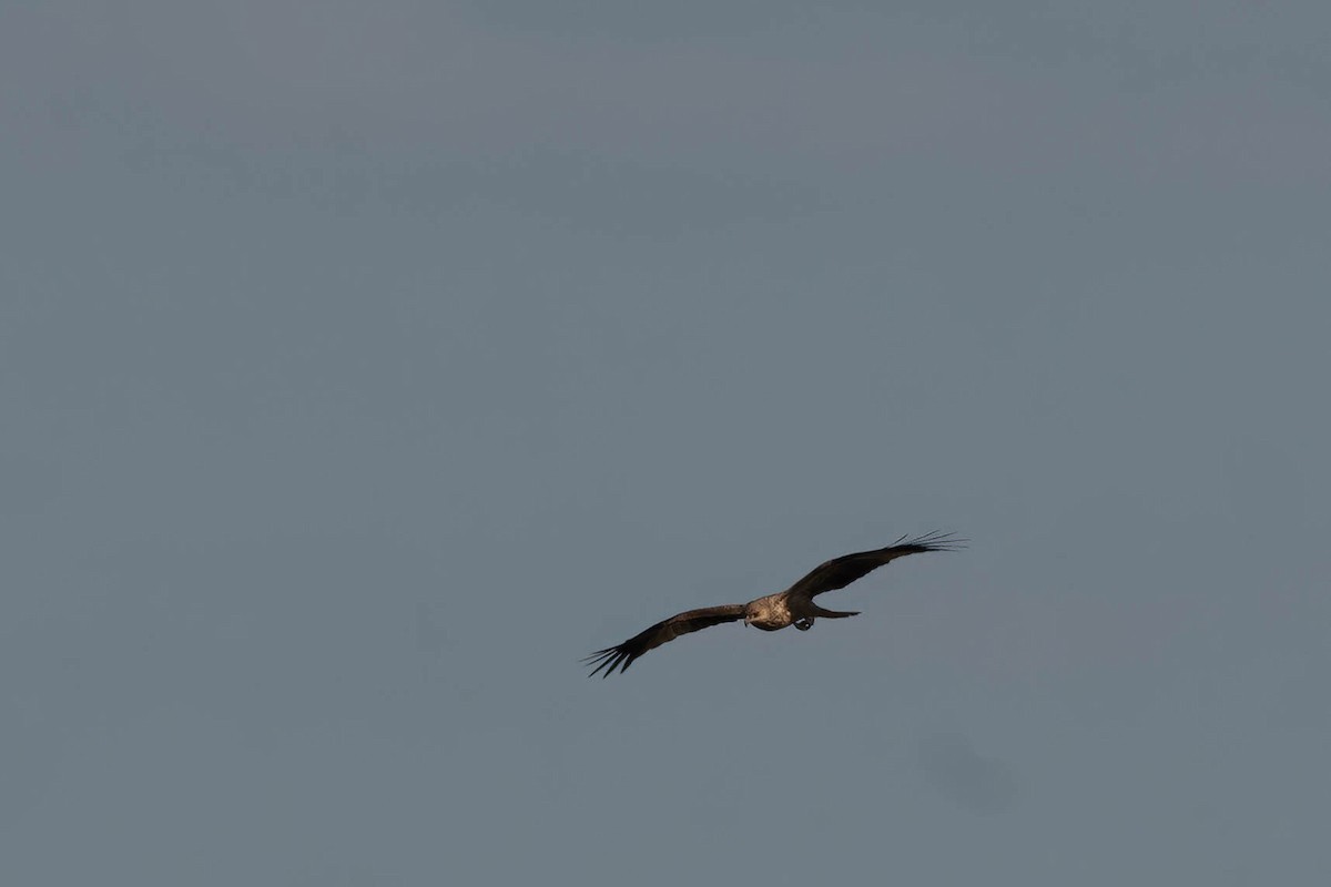 Whistling Kite - ML643163051