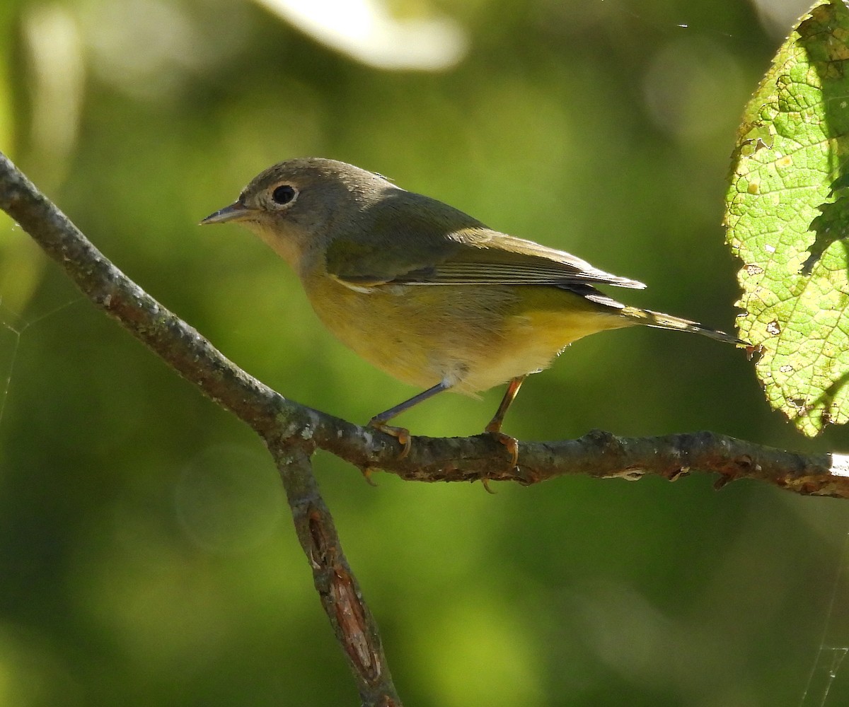 Nashville Warbler - ML643163057