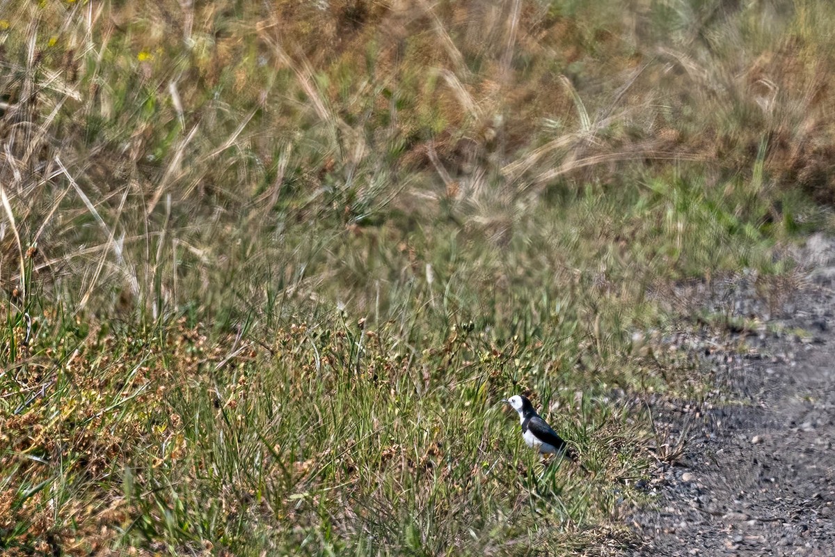 White-fronted Chat - ML643163060