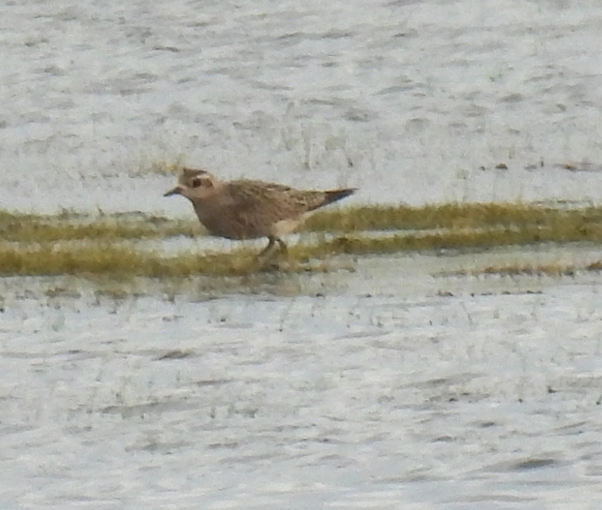 American Golden-Plover - ML643163070