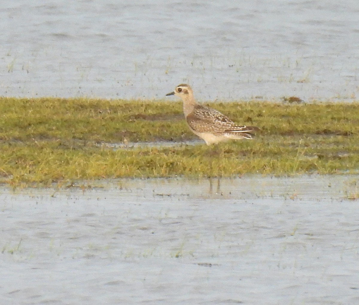 American Golden-Plover - ML643163071