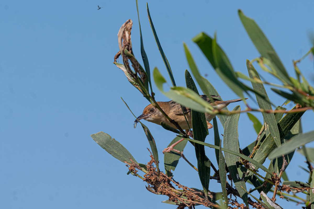 Golden-headed Cisticola - ML643163075