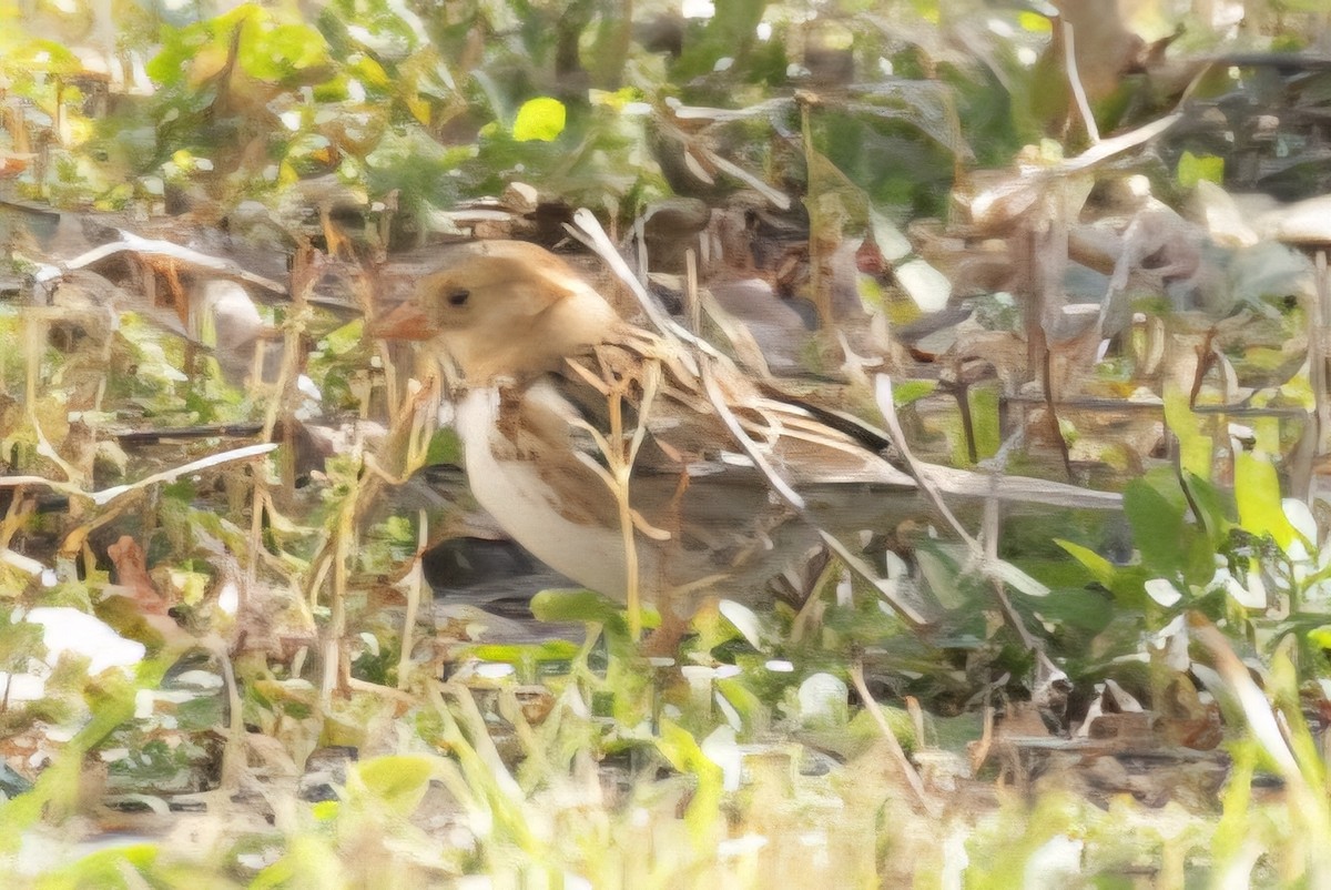Harris's Sparrow - ML643163096