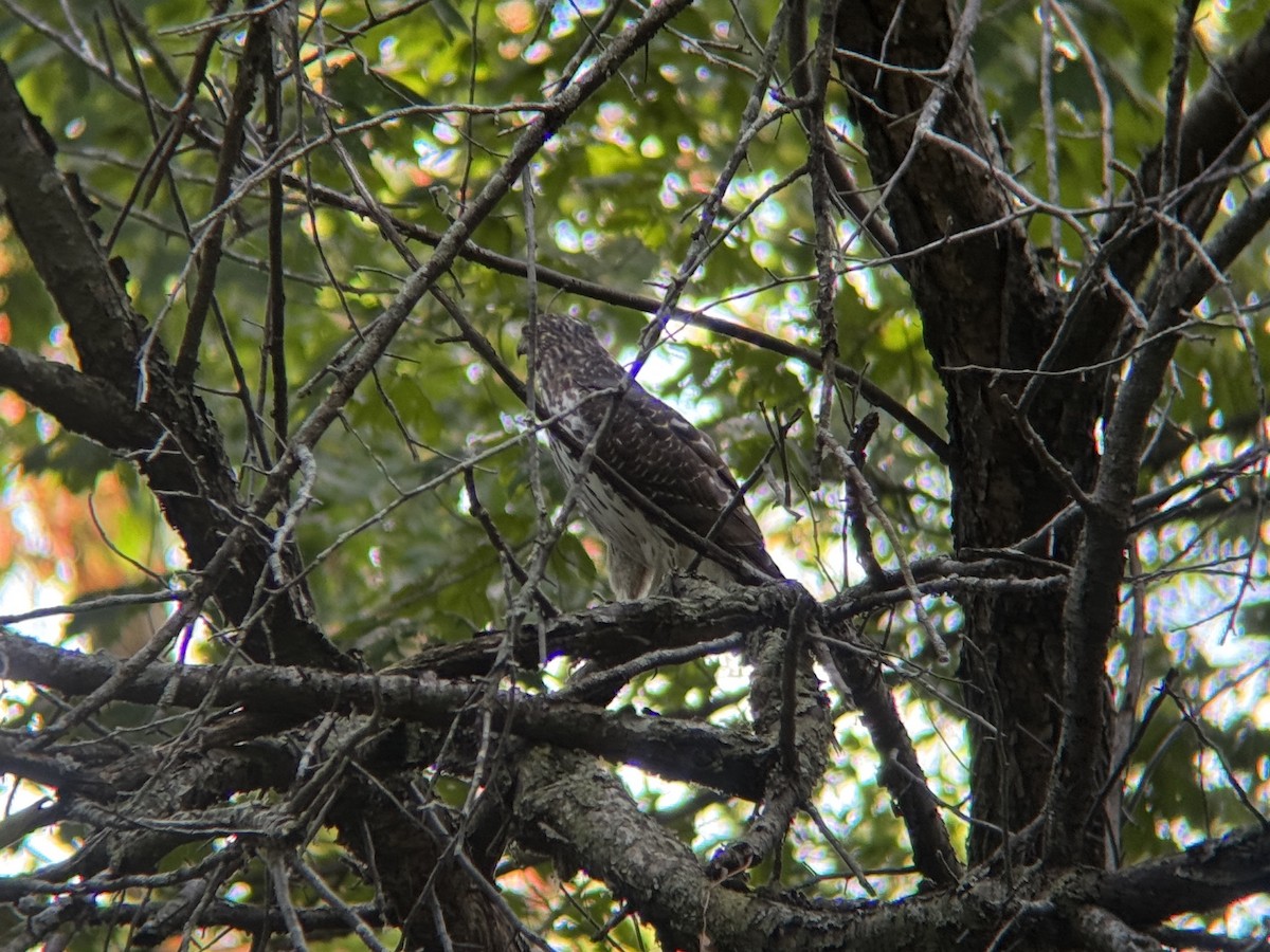 Cooper's Hawk - ML643163109