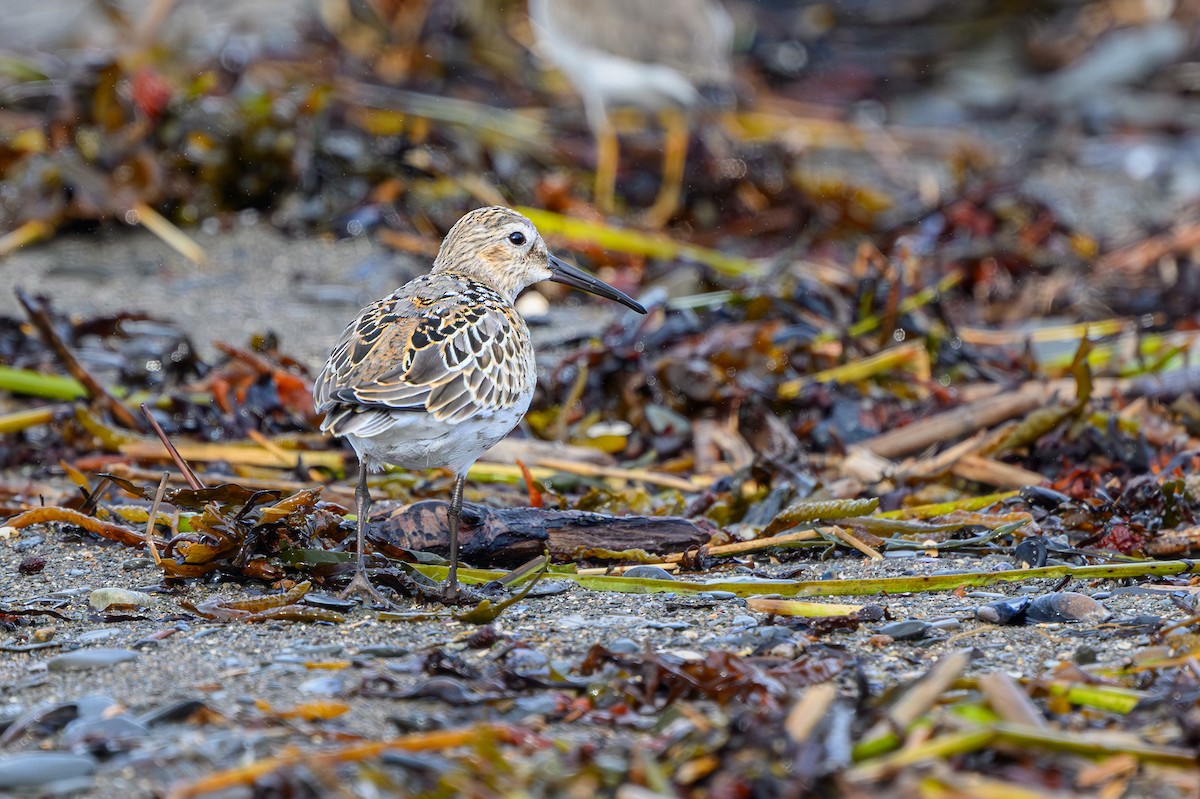 Dunlin - ML643163125