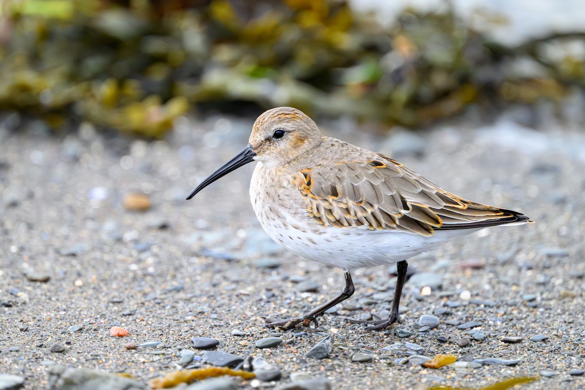 Dunlin - ML643163127