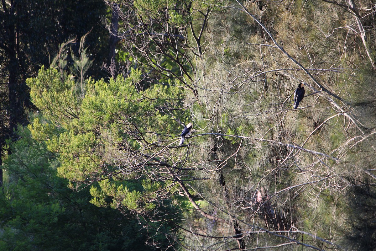 Little Pied Cormorant - ML643163129