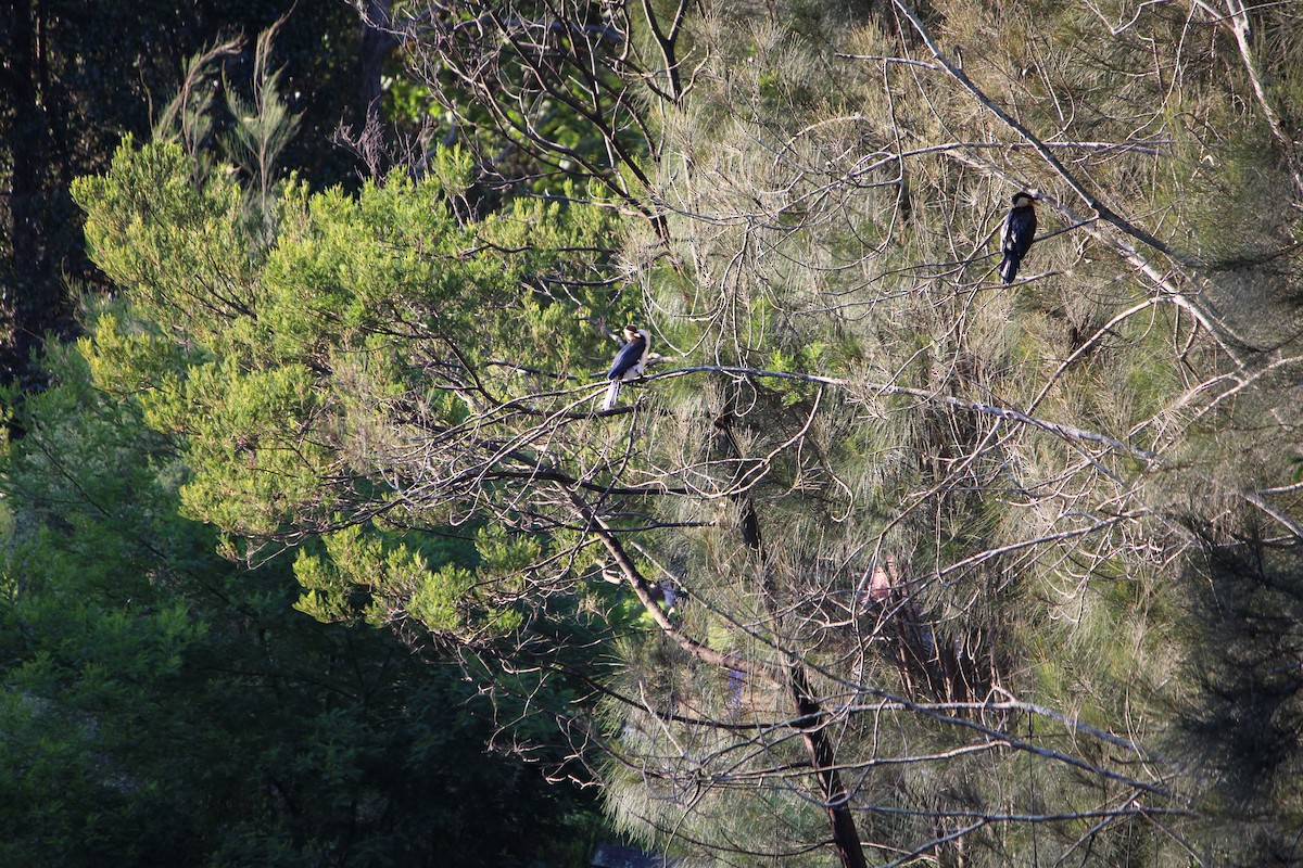 Little Pied Cormorant - ML643163130