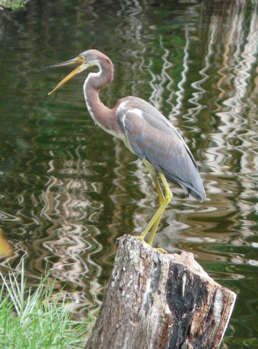 Tricolored Heron - ML643163161