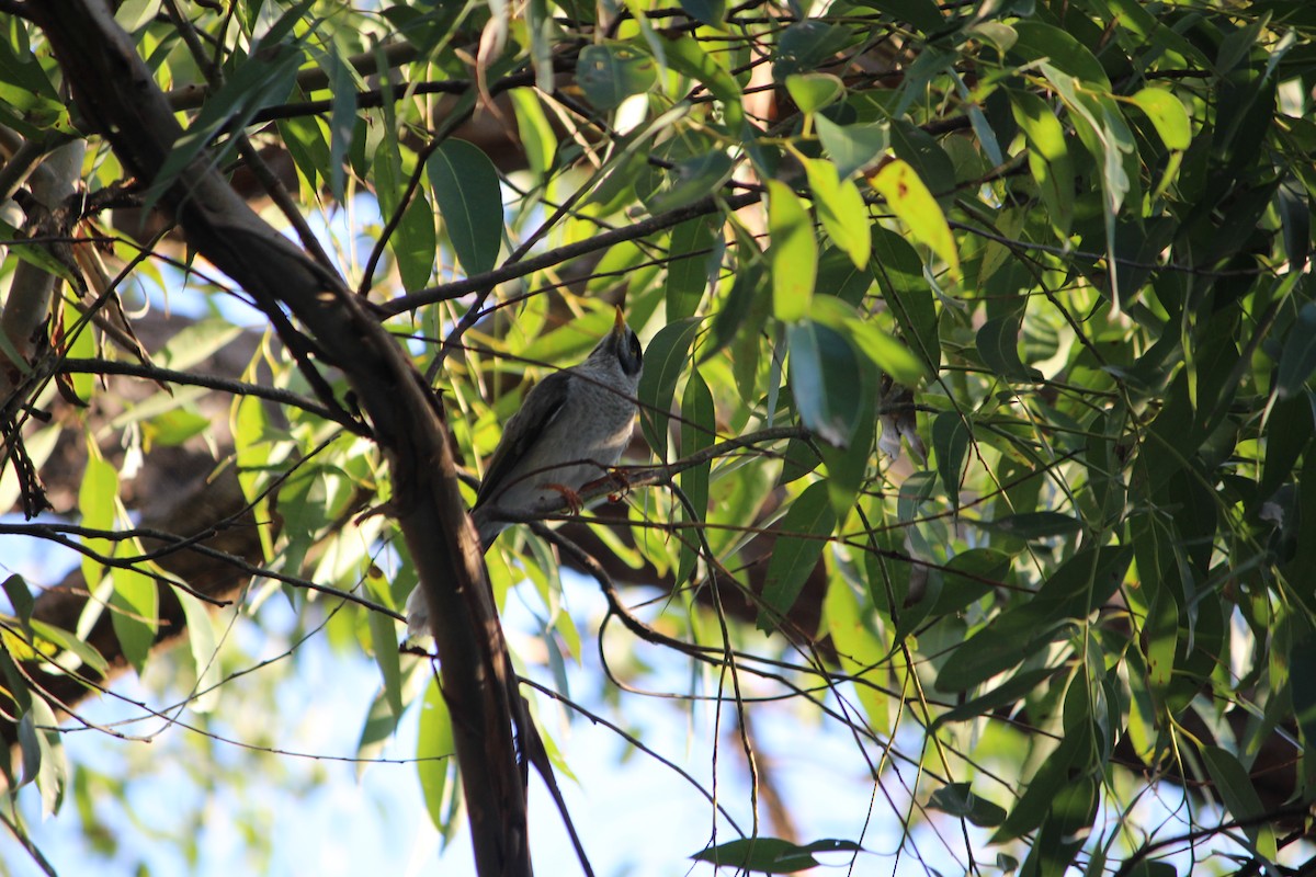 Noisy Miner - ML643163164