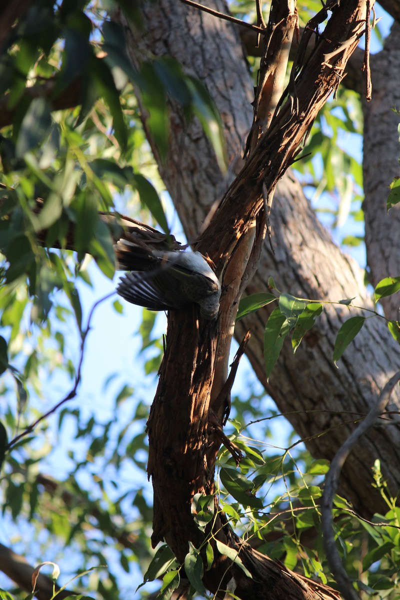 Noisy Miner - ML643163165