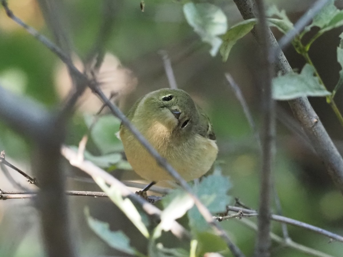 Ruby-crowned Kinglet - ML643163193