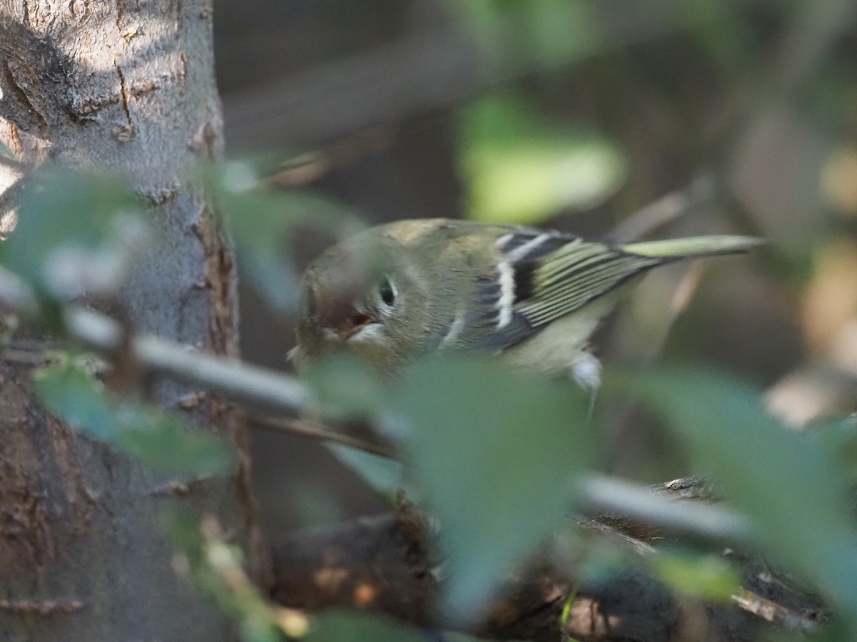 Ruby-crowned Kinglet - ML643163194