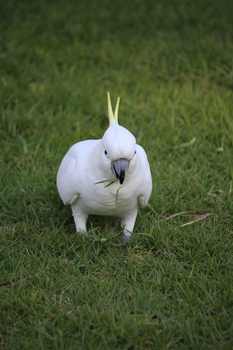Sulphur-crested Cockatoo - ML643163195