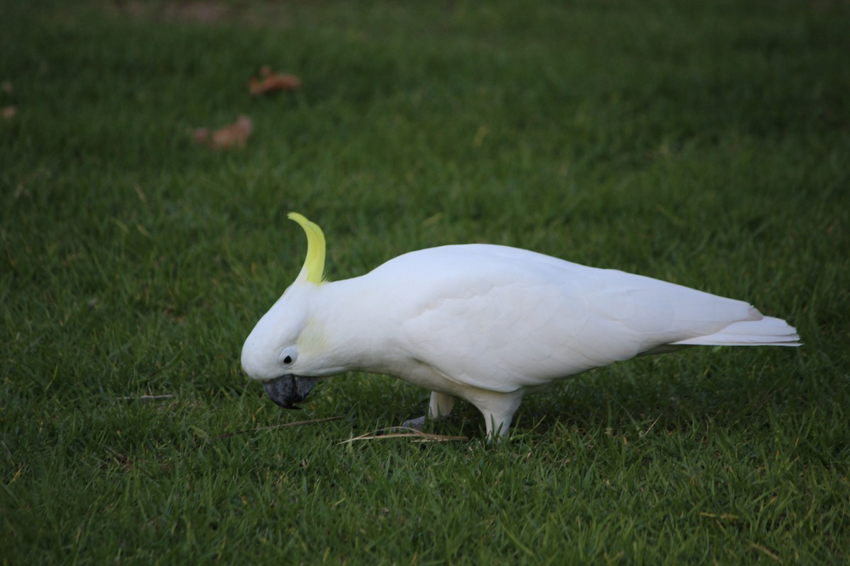 Sulphur-crested Cockatoo - ML643163196