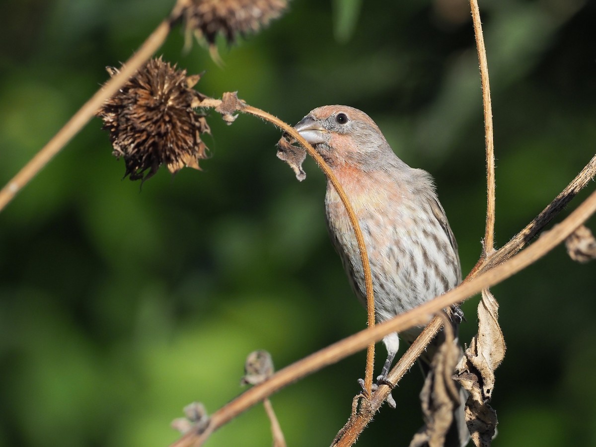 House Finch - ML643163226