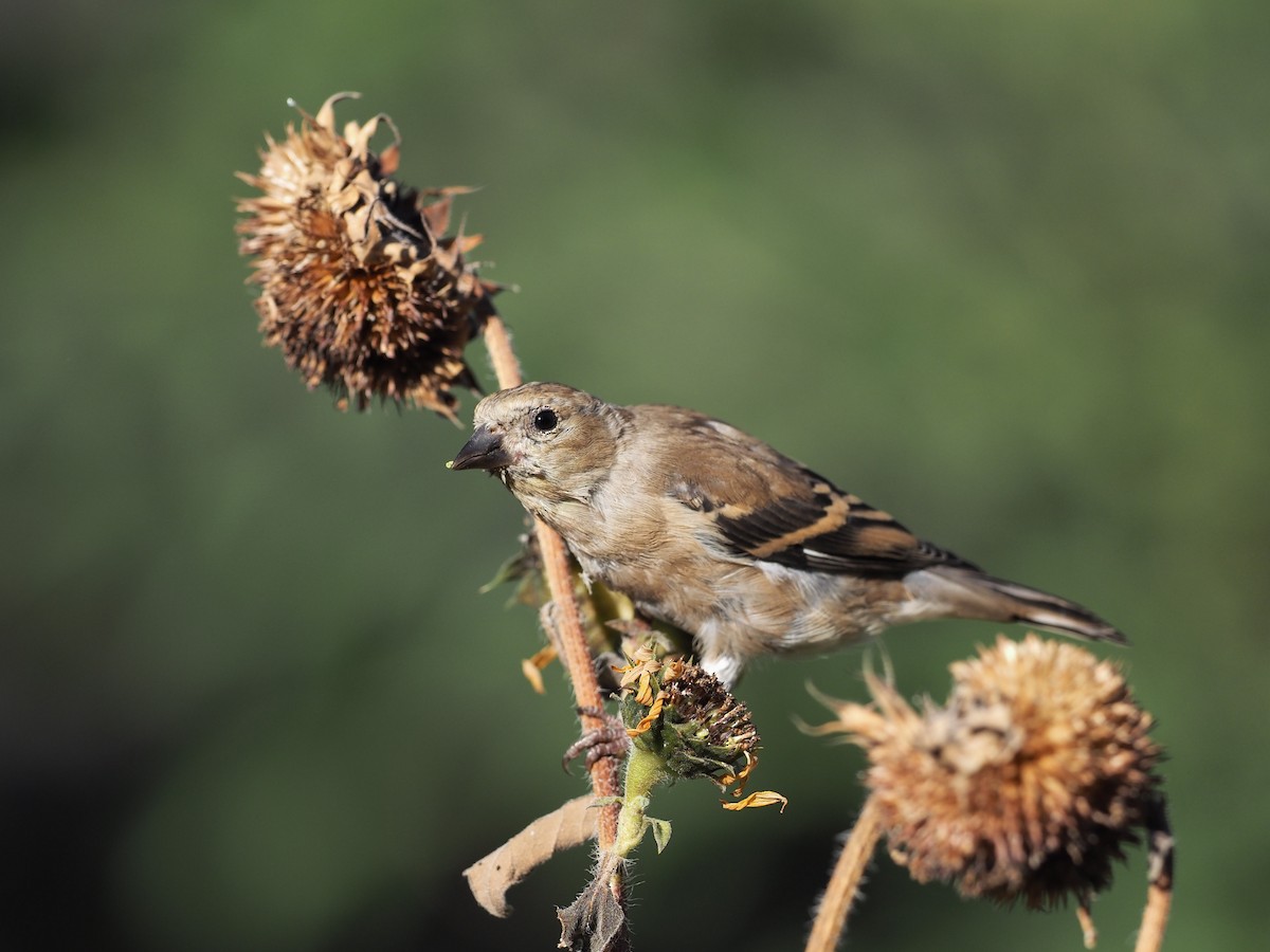 American Goldfinch - ML643163228