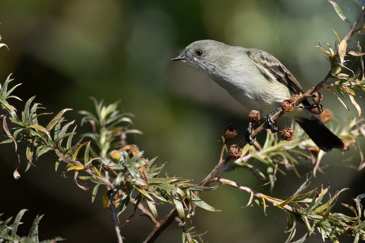 Sooty Tyrannulet - ML643163233
