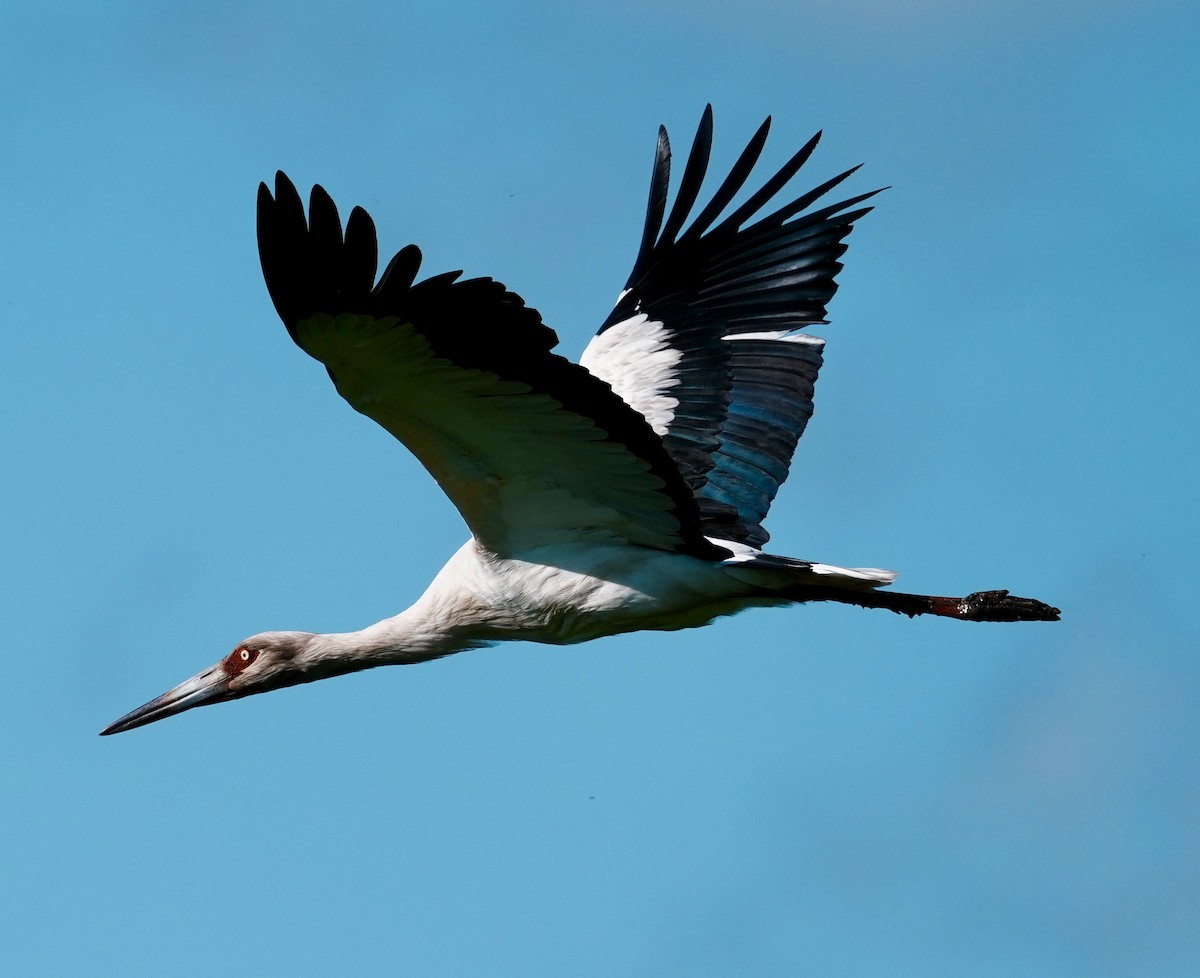 Maguari Stork - ML643163242