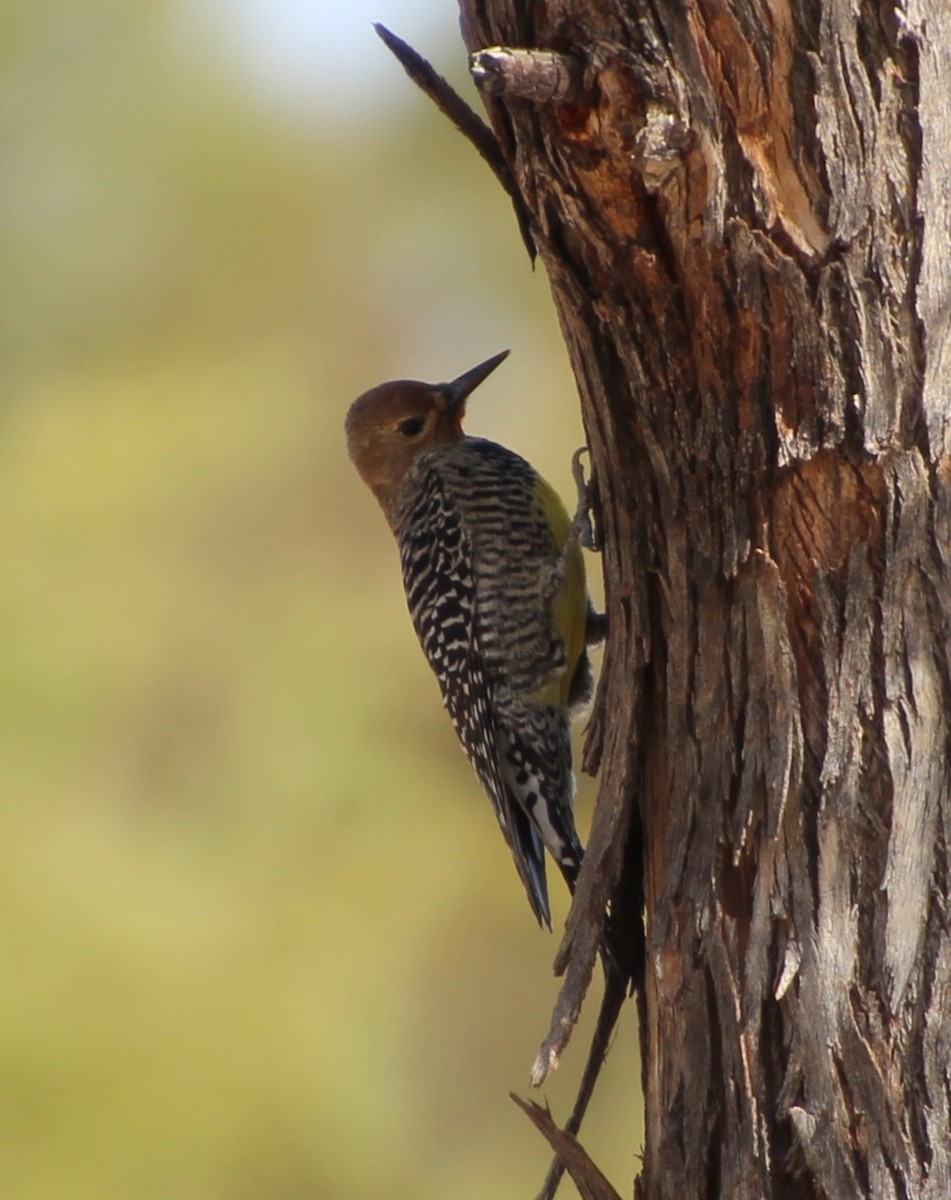 Williamson's Sapsucker - ML643163246